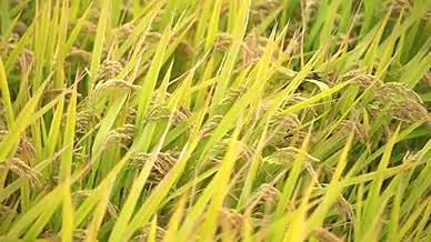 农村水稻稻田丰收实拍视频的预览图
